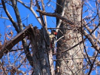 2024年1月14日(日) 大泉緑地の野鳥観察記録