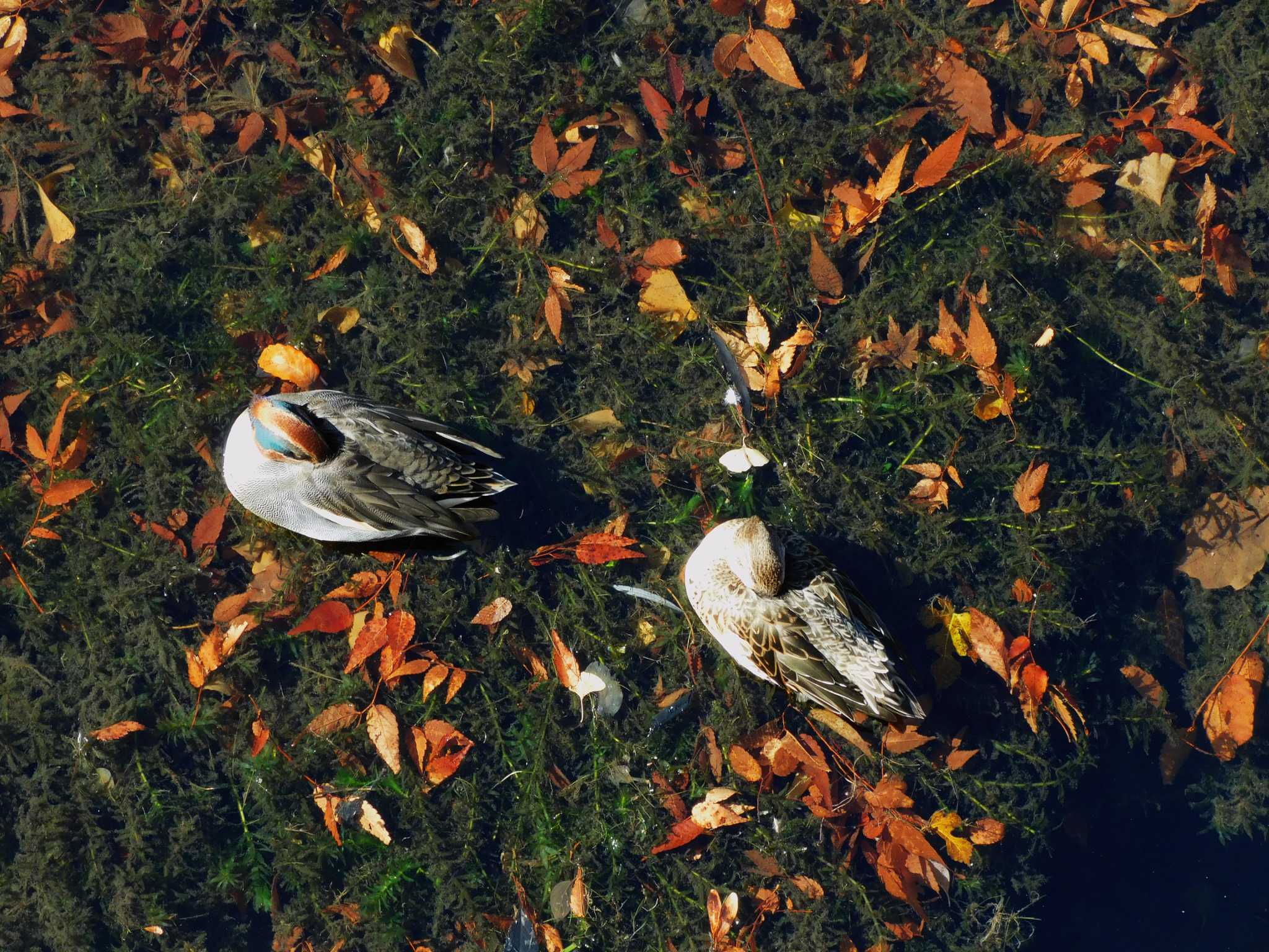 平和の森公園、妙正寺川 コガモの写真 by morinokotori