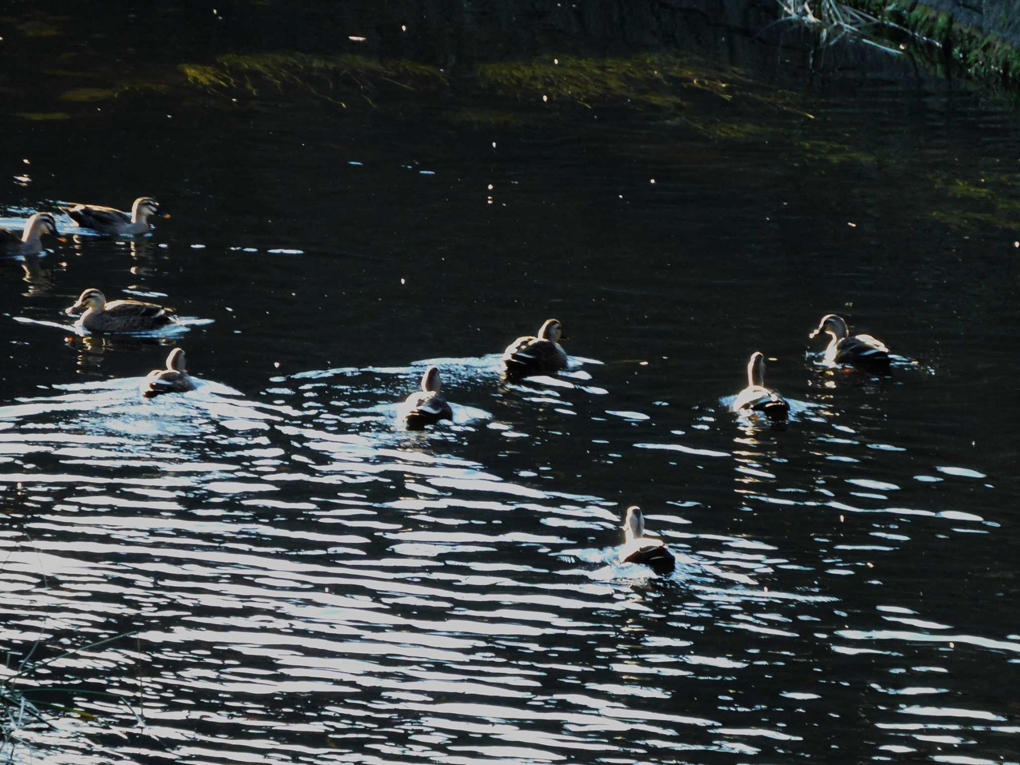 平和の森公園、妙正寺川 カルガモの写真 by morinokotori