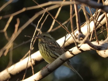 アオジ 東京港野鳥公園 2024年1月14日(日)