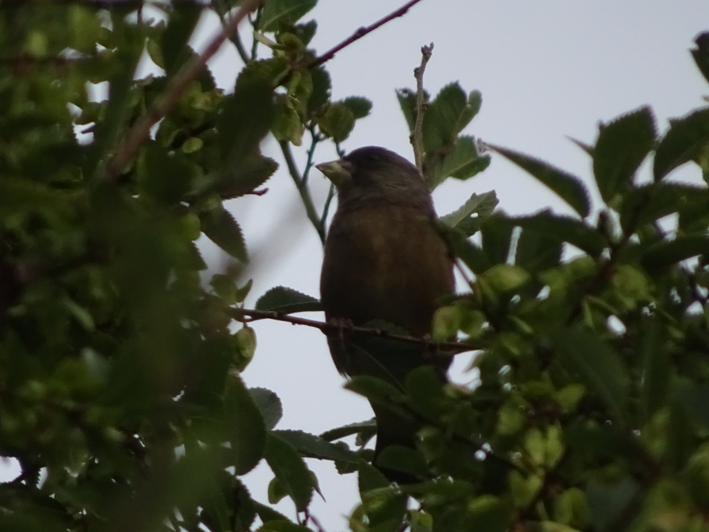 Photo of Grey-capped Greenfinch at 神戸市 by MARIKO