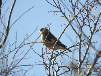 カワラヒワ 東京港野鳥公園 2024年1月14日(日)