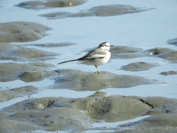 ハクセキレイ 東京港野鳥公園 2024年1月14日(日)