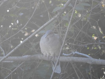 キジバト 東京港野鳥公園 2024年1月14日(日)