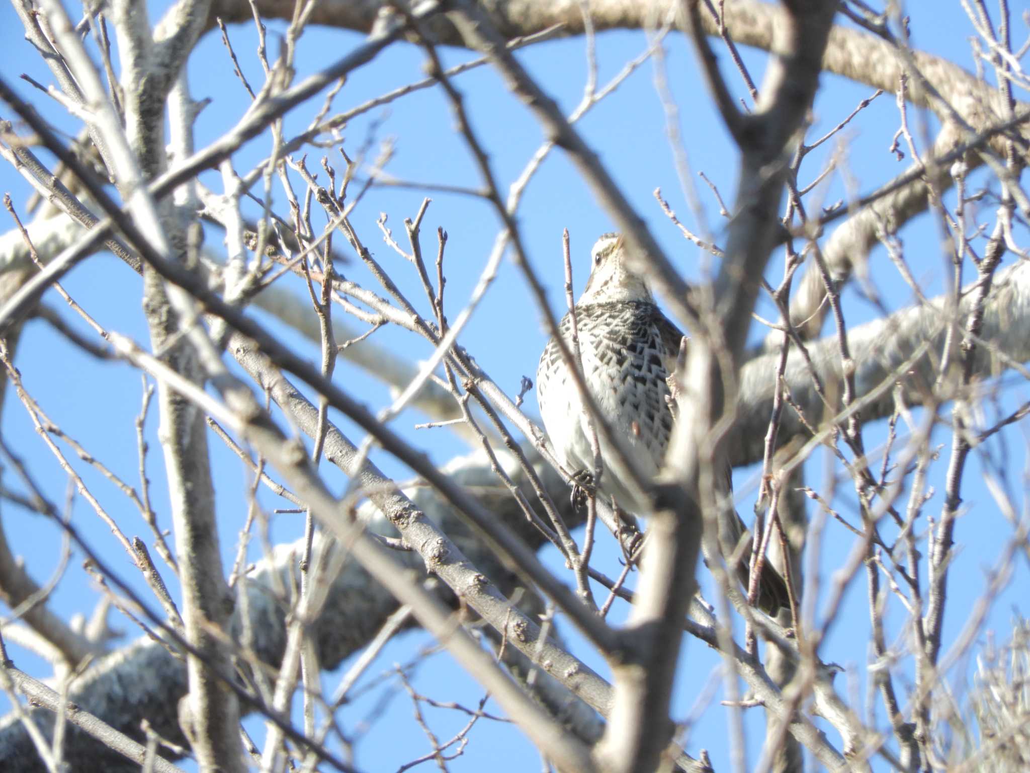 東京港野鳥公園 ツグミの写真 by maru