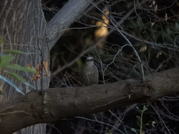 ヒヨドリ 東京港野鳥公園 2024年1月14日(日)