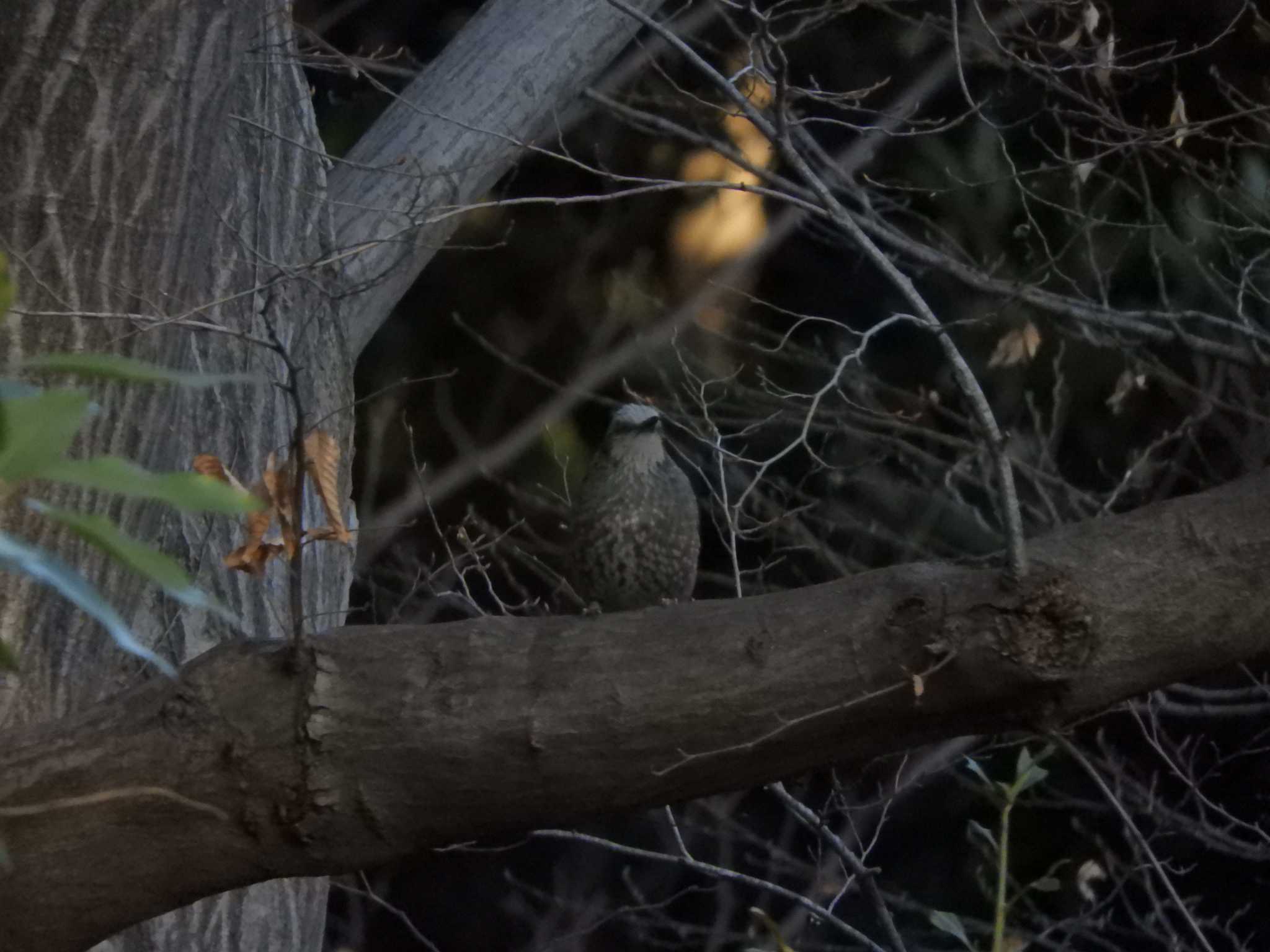 東京港野鳥公園 ヒヨドリの写真 by maru