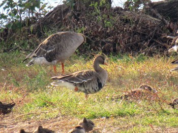 マガン 滋賀県 2016年11月3日(木)