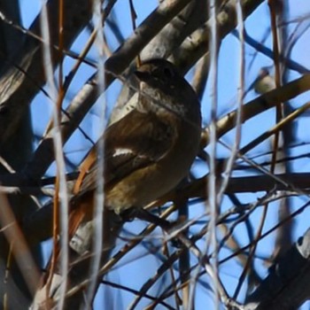 Daurian Redstart 愛知県尾張旭市 Sun, 1/14/2024