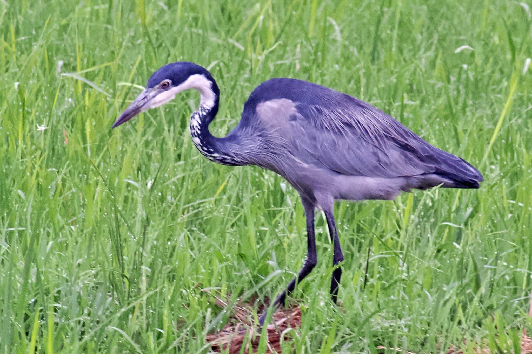 アンボセリ国立公園 ズグロアオサギの写真 by 藤原奏冥