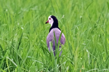 Long-toed Lapwing