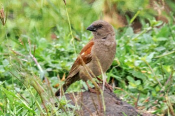 Swainson's Sparrow