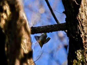 Warbling White-eye 愛知県尾張旭市 Sun, 1/14/2024