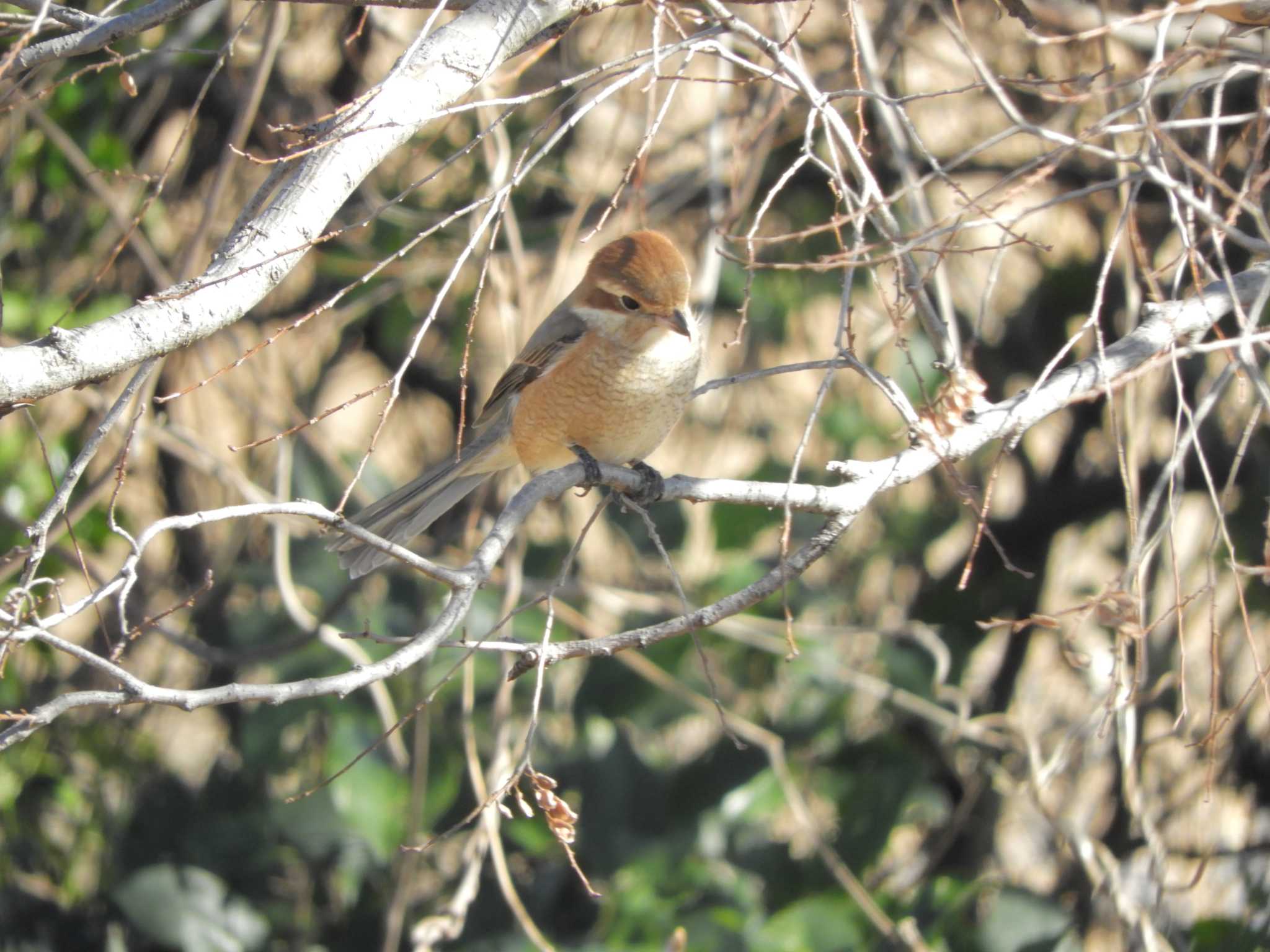 東京港野鳥公園 モズの写真 by maru