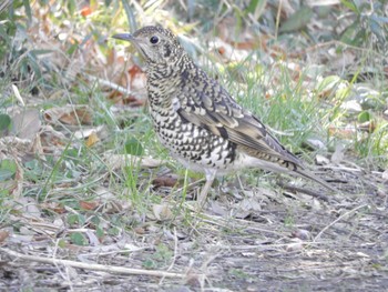 2024年1月14日(日) 東京港野鳥公園の野鳥観察記録