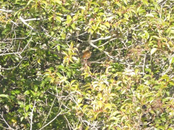 アカハラ 東京港野鳥公園 2024年1月14日(日)