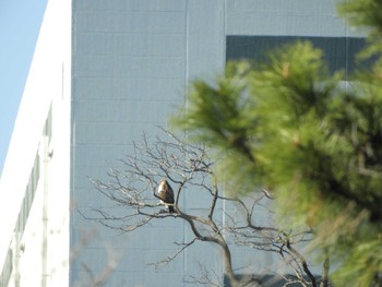 ノスリ 東京港野鳥公園 2024年1月14日(日)
