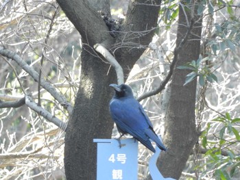 ハシブトガラス 東京港野鳥公園 2024年1月14日(日)