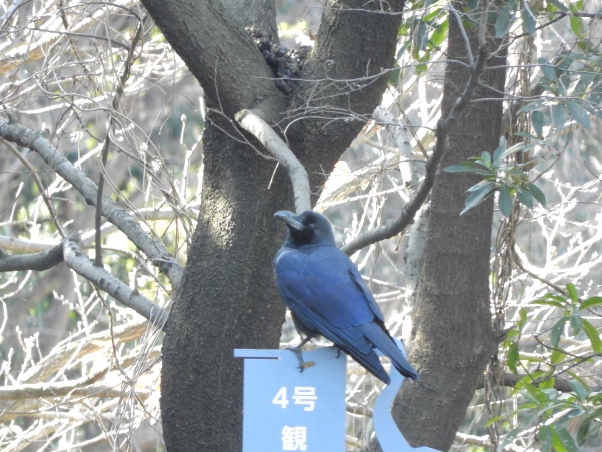 東京港野鳥公園 ハシブトガラスの写真 by maru