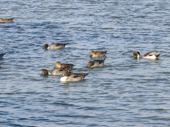 Northern Pintail 牧野ヶ池緑地 Sun, 12/11/2016