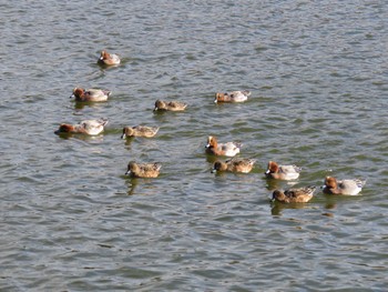 Eurasian Wigeon 牧野ヶ池緑地 Sun, 12/11/2016