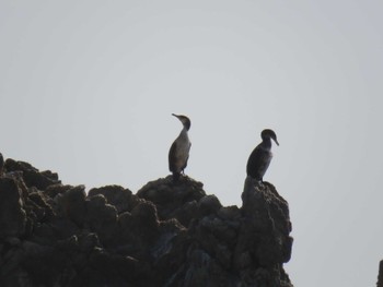 Pelagic Cormorant 愛知県 Sat, 12/24/2016