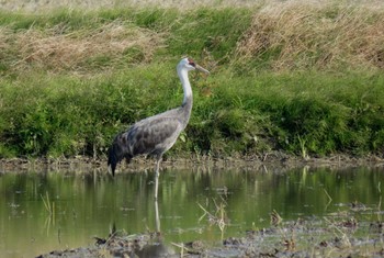 Hooded Crane Nabeta Reclaimed land Fri, 12/9/2016