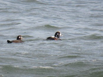 Harlequin Duck 愛知県 Sat, 12/24/2016