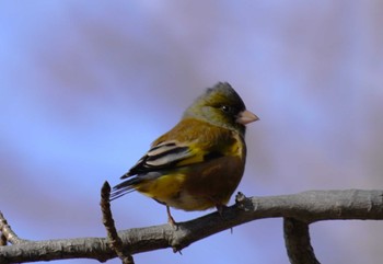 Oriental Greenfinch(kawarahiba) 大阪府 Sun, 1/7/2024