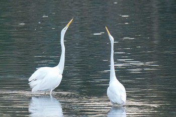 ダイサギ 洲原公園 2024年1月13日(土)