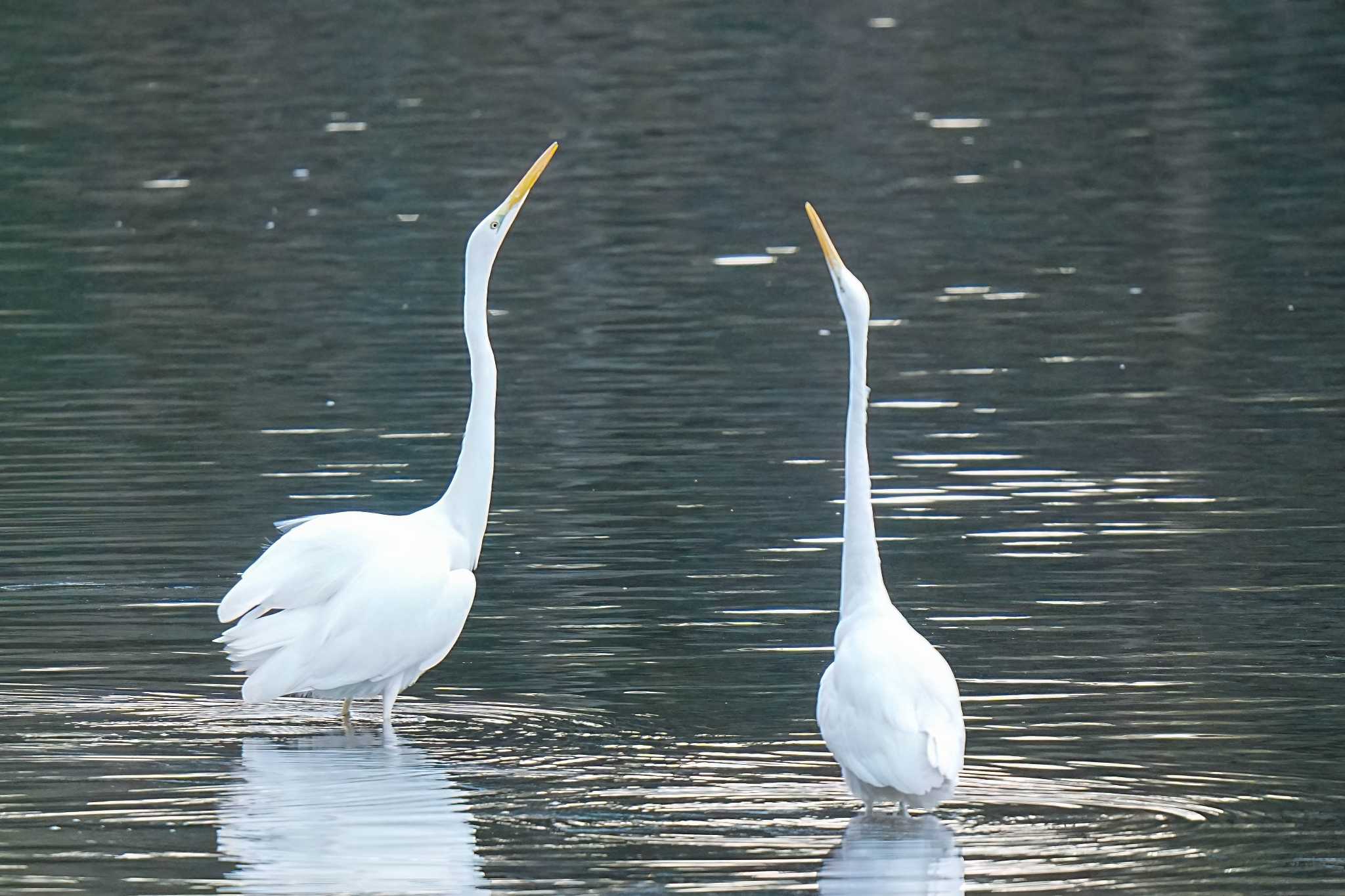 Great Egret