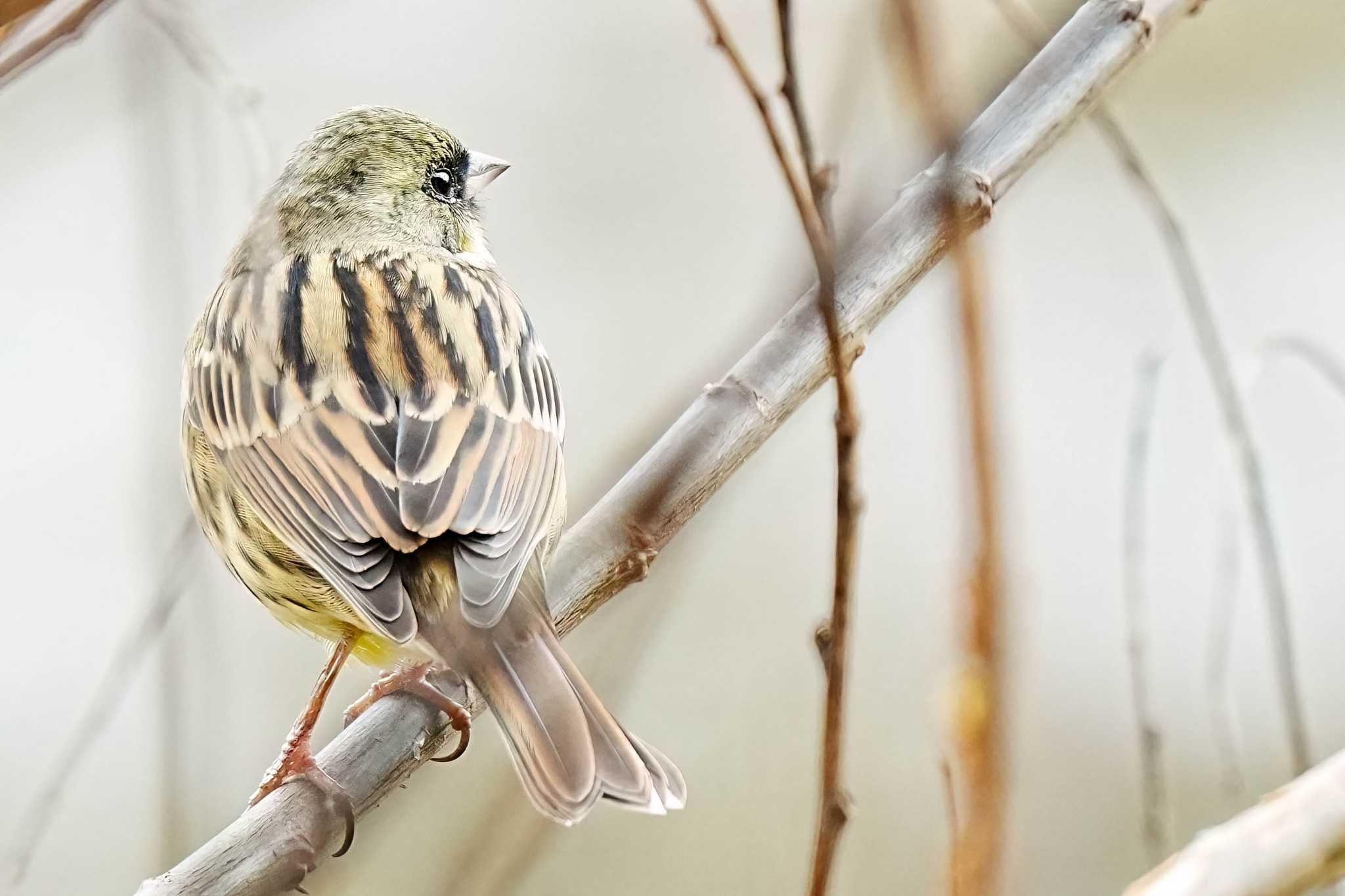 Masked Bunting