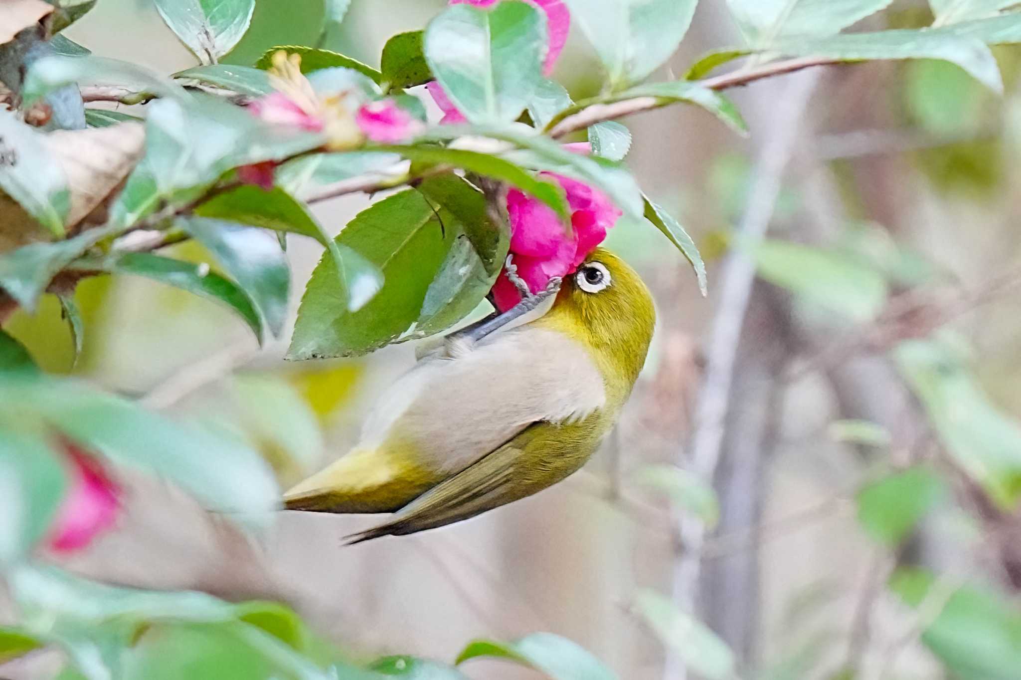 Warbling White-eye