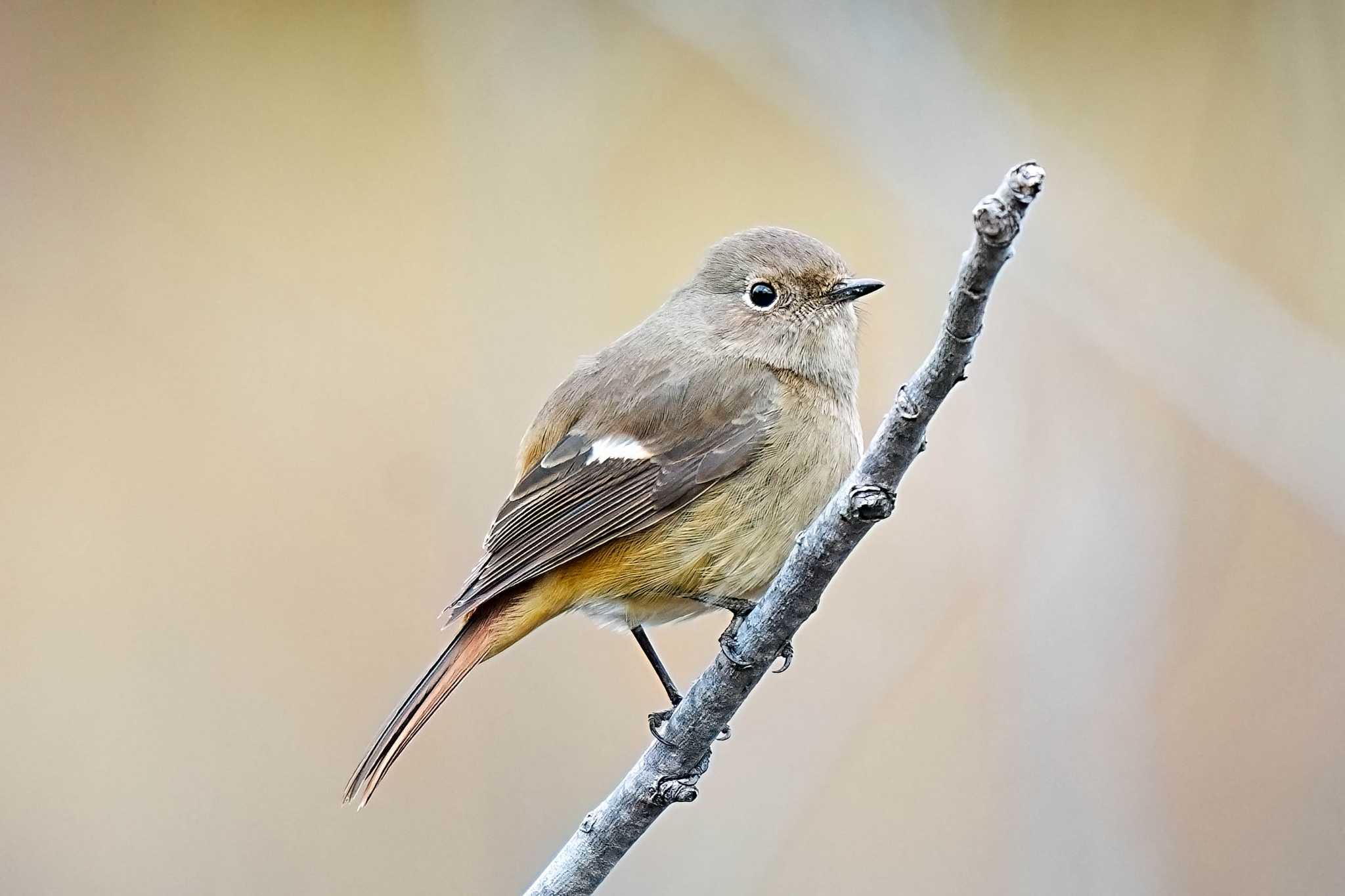 Daurian Redstart