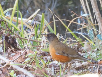 アカハラ 葛西臨海公園 2024年1月14日(日)