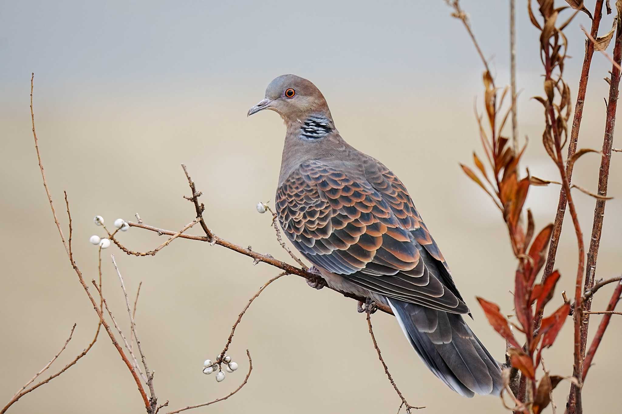 Oriental Turtle Dove