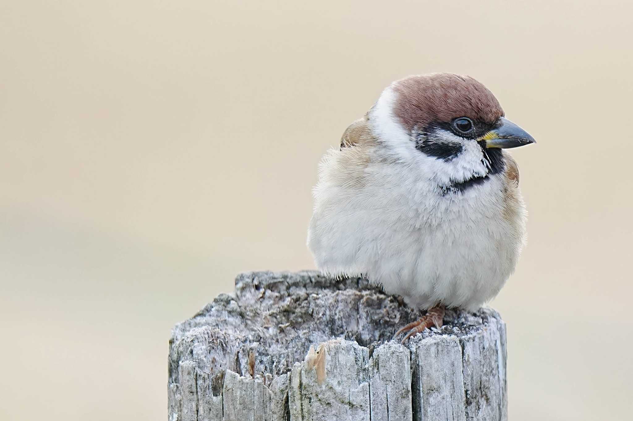 Eurasian Tree Sparrow