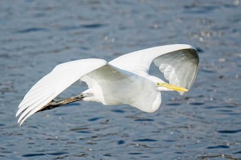 ダイサギ 洲原公園 2024年1月13日(土)