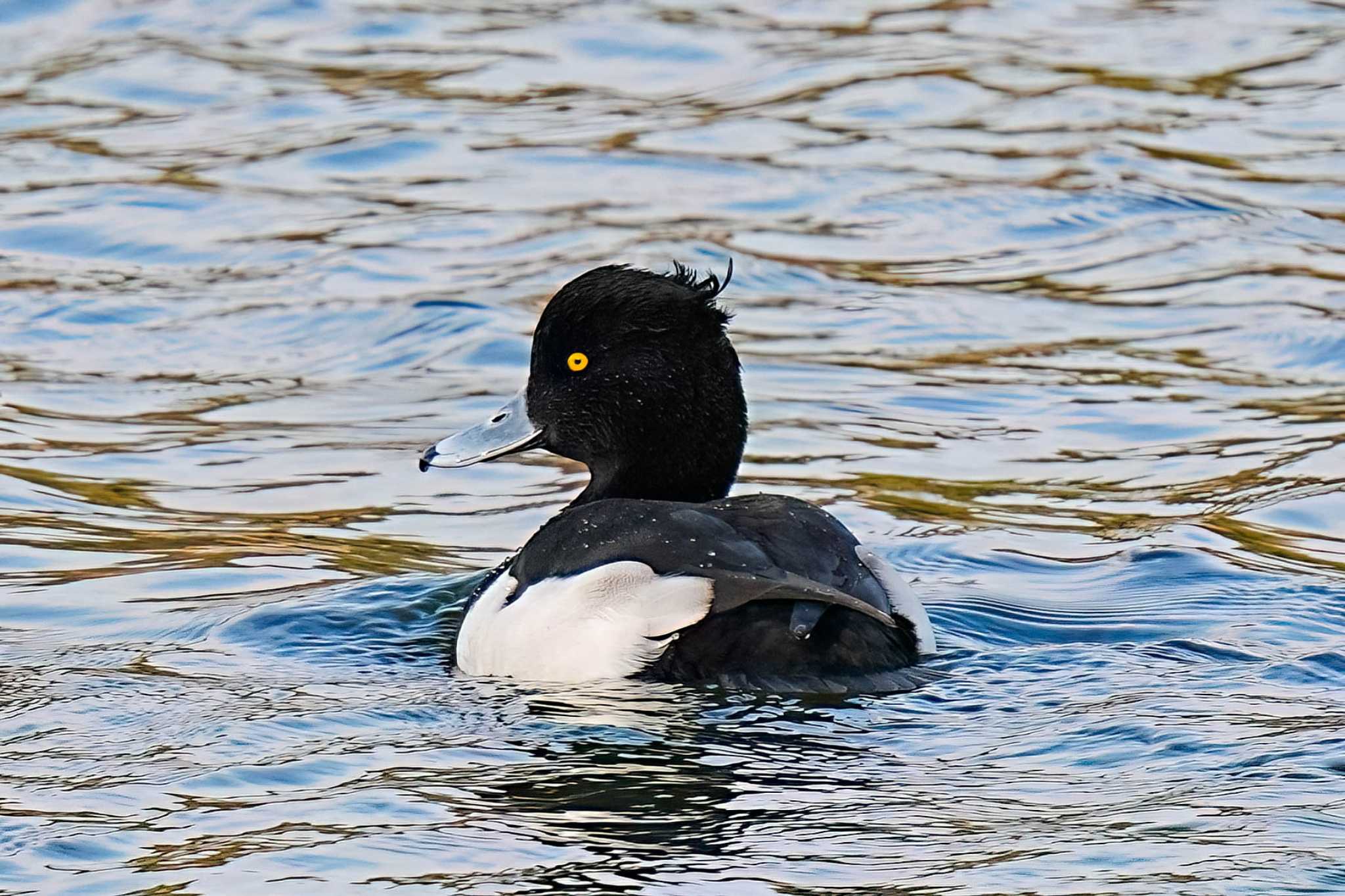 Tufted Duck