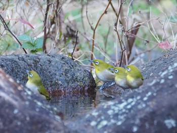 メジロ 葛西臨海公園 2024年1月14日(日)