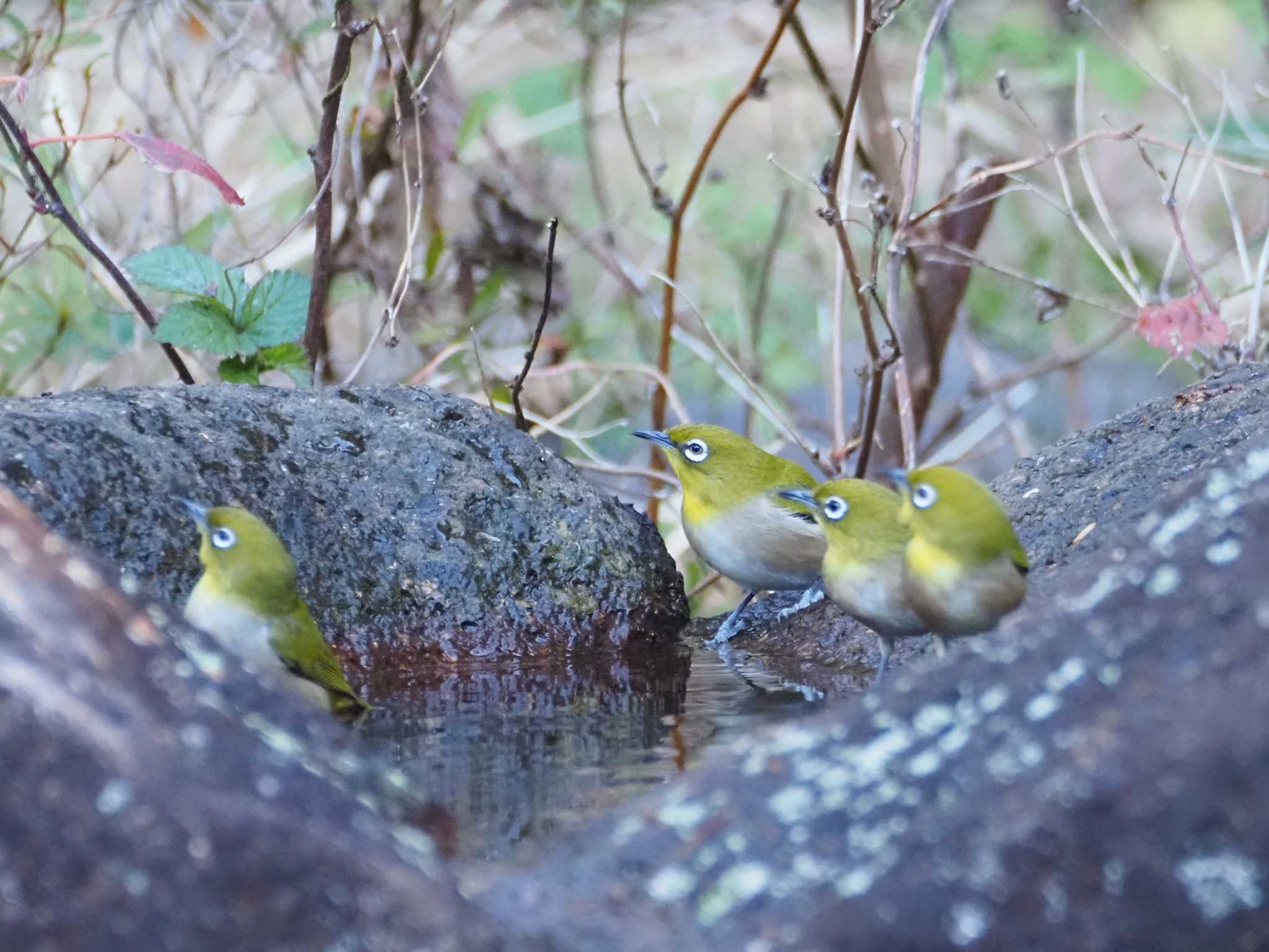 葛西臨海公園 メジロの写真 by Masa