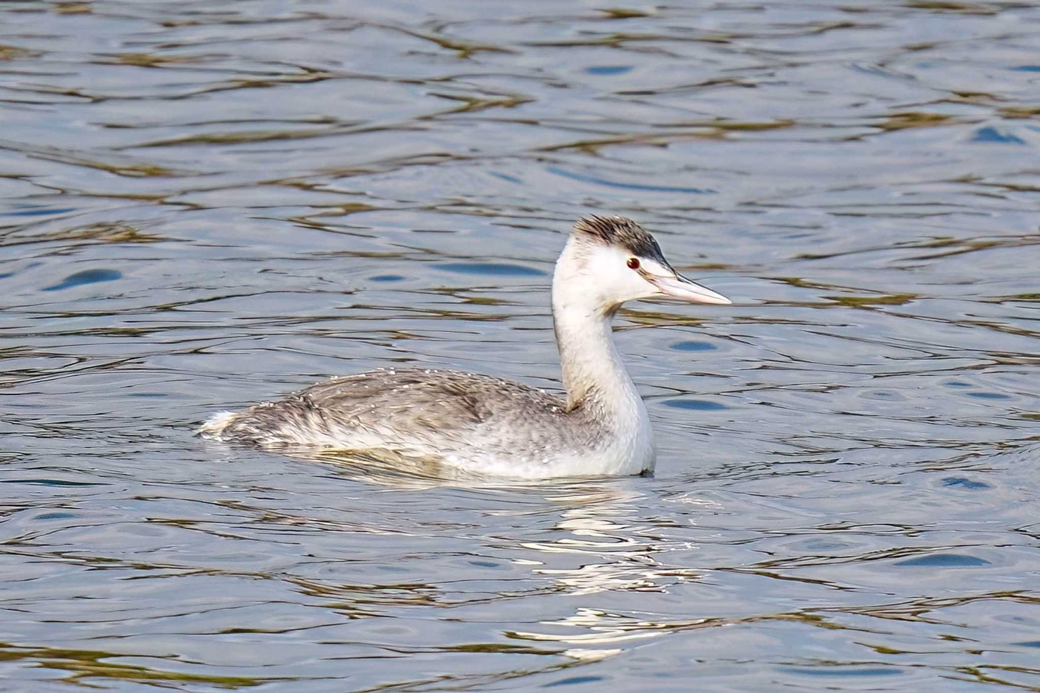 Great Crested Grebe