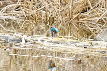 2024年1月13日(土) 初音川ビオトープ(愛知県 豊田市)の野鳥観察記録