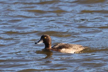 2024年1月14日(日) 境川遊水池の野鳥観察記録