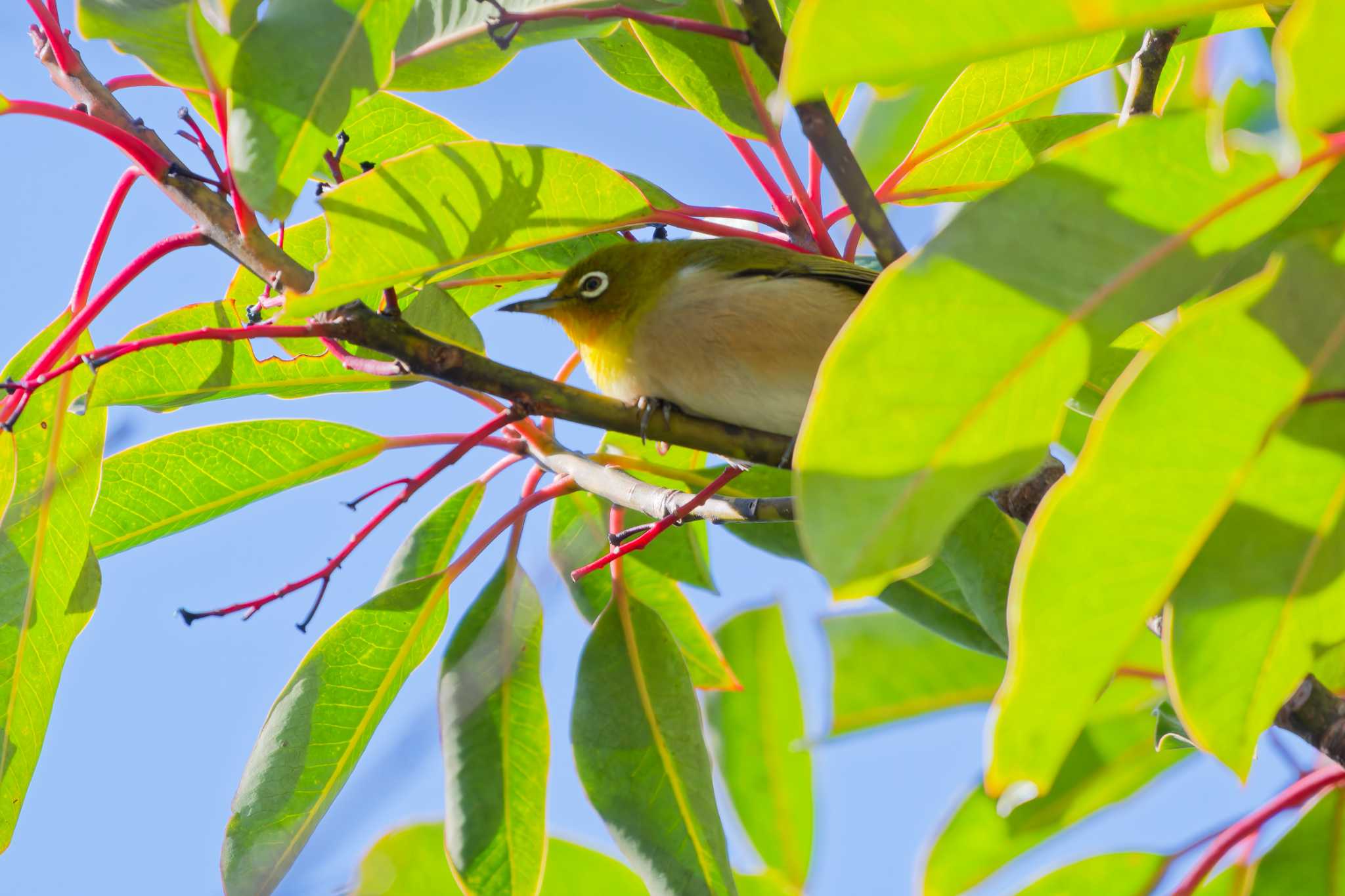 Photo of Warbling White-eye at Kodomo Shizen Park by ばくさん