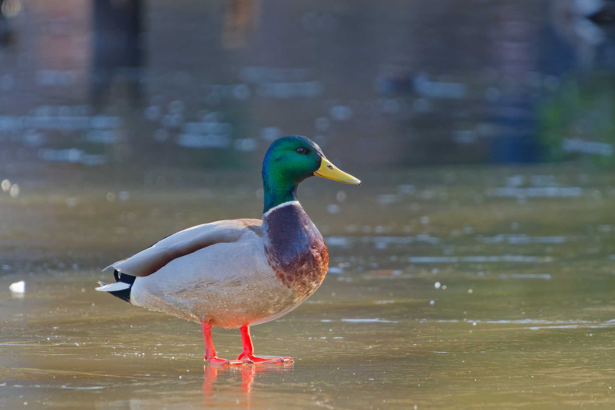 こども自然公園 (大池公園/横浜市) マガモの写真 by ばくさん