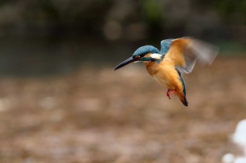 カワセミ 名城公園 2018年1月28日(日)