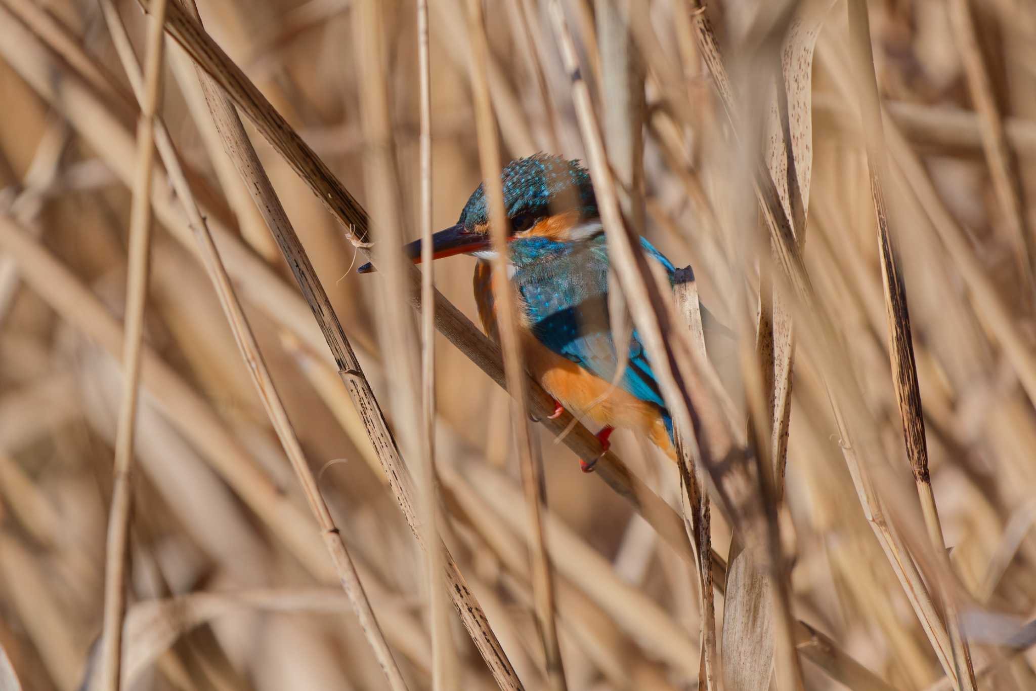 Common Kingfisher