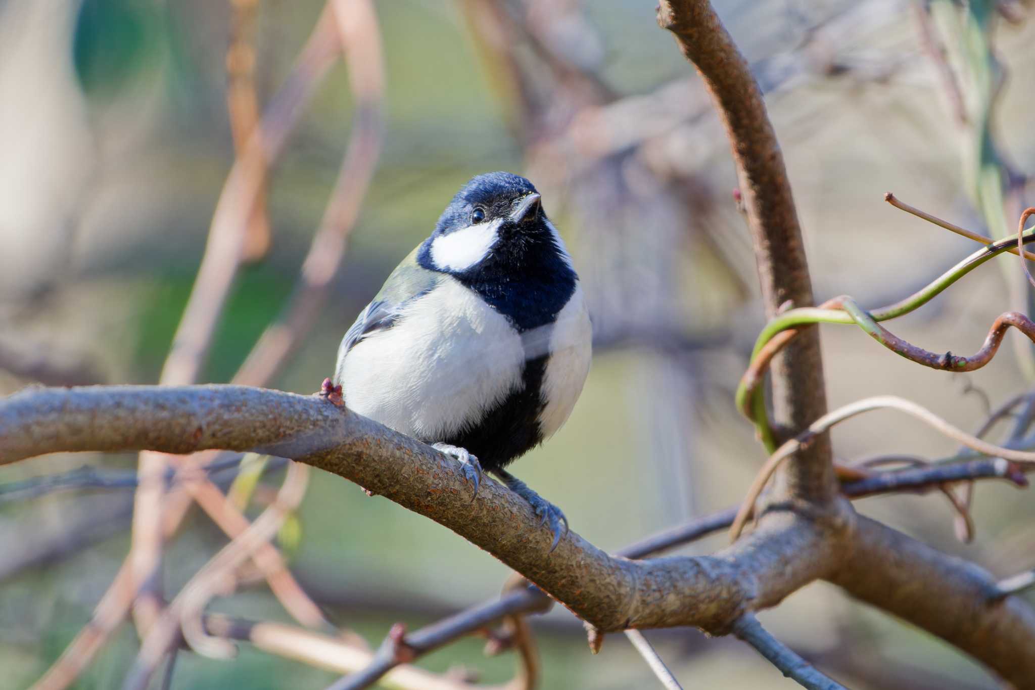 Japanese Tit