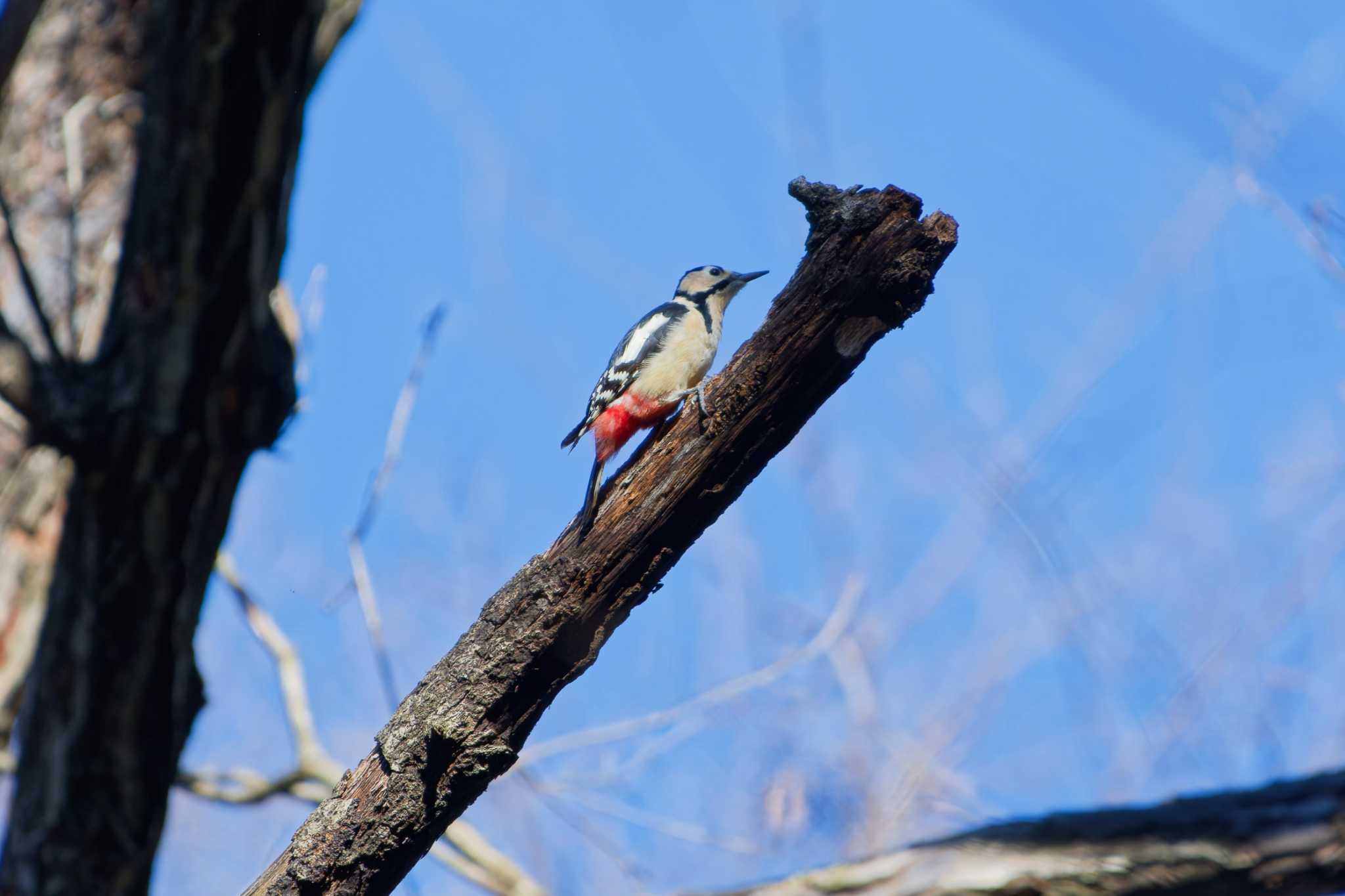 Photo of Great Spotted Woodpecker at Kodomo Shizen Park by ばくさん